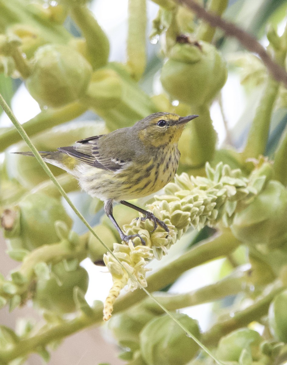 EBird Checklist 14 Feb 2024 Maya Beach Resort 12 Species