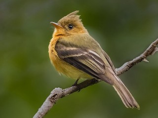  - Tufted Flycatcher