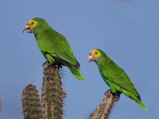  - Yellow-shouldered Parrot