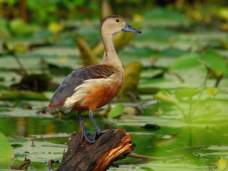 Lesser Whistling-Duck - Dendrocygna javanica - Birds of the World