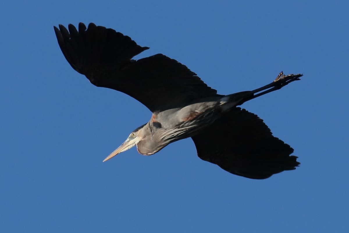 Great Blue Heron - michael vedder
