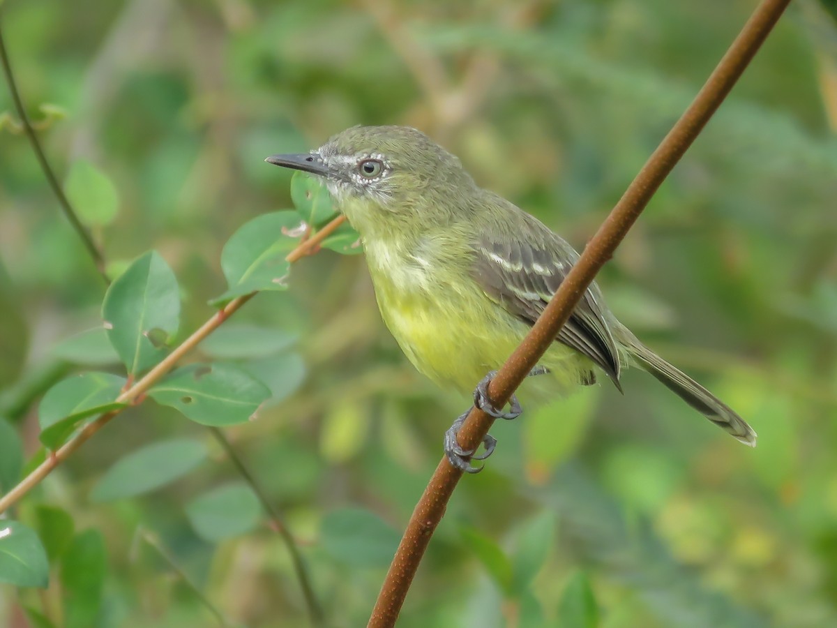 Amazonian Tyrannulet - Inezia subflava - Birds of the World