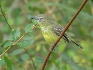  - Amazonian Tyrannulet