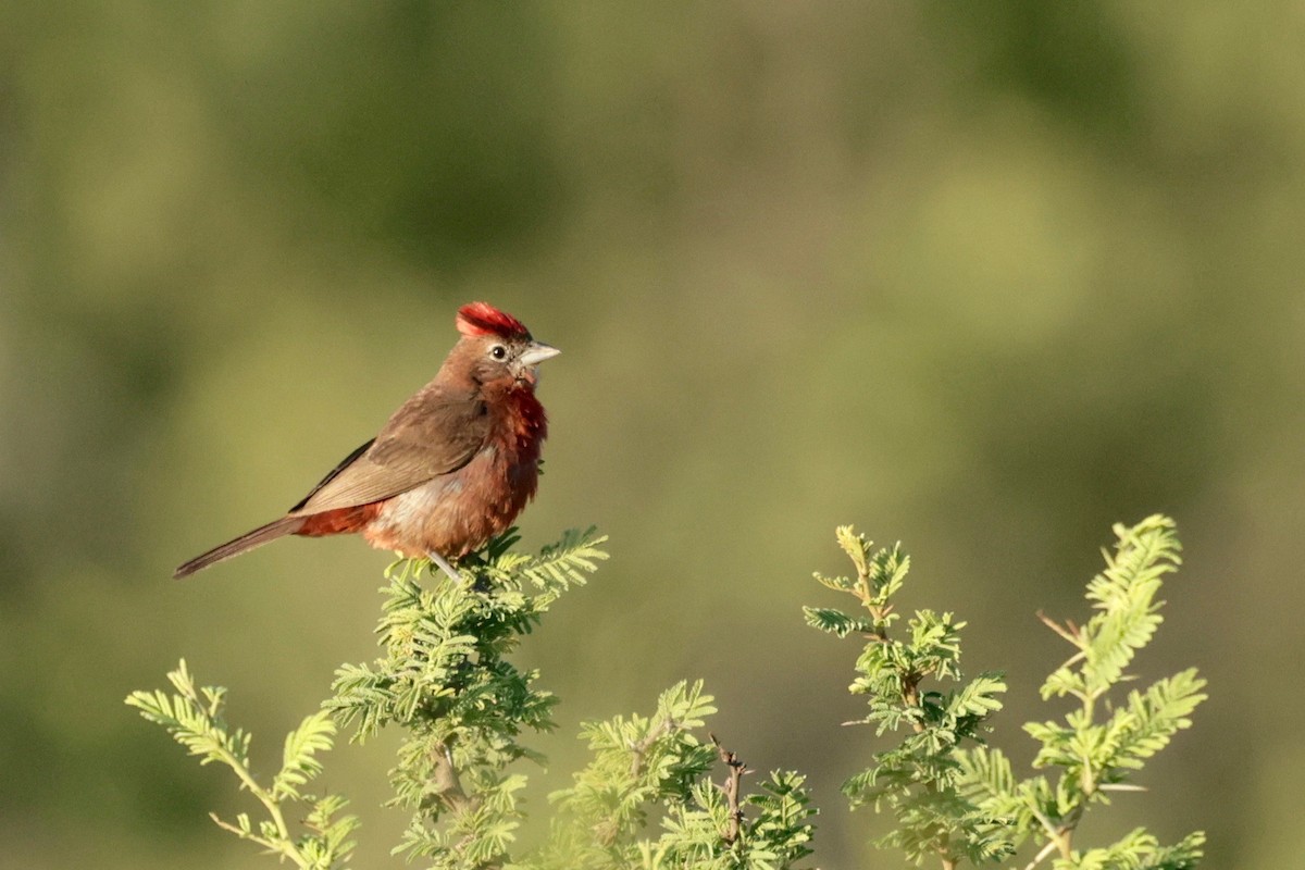 Red-crested Finch - ML614817957