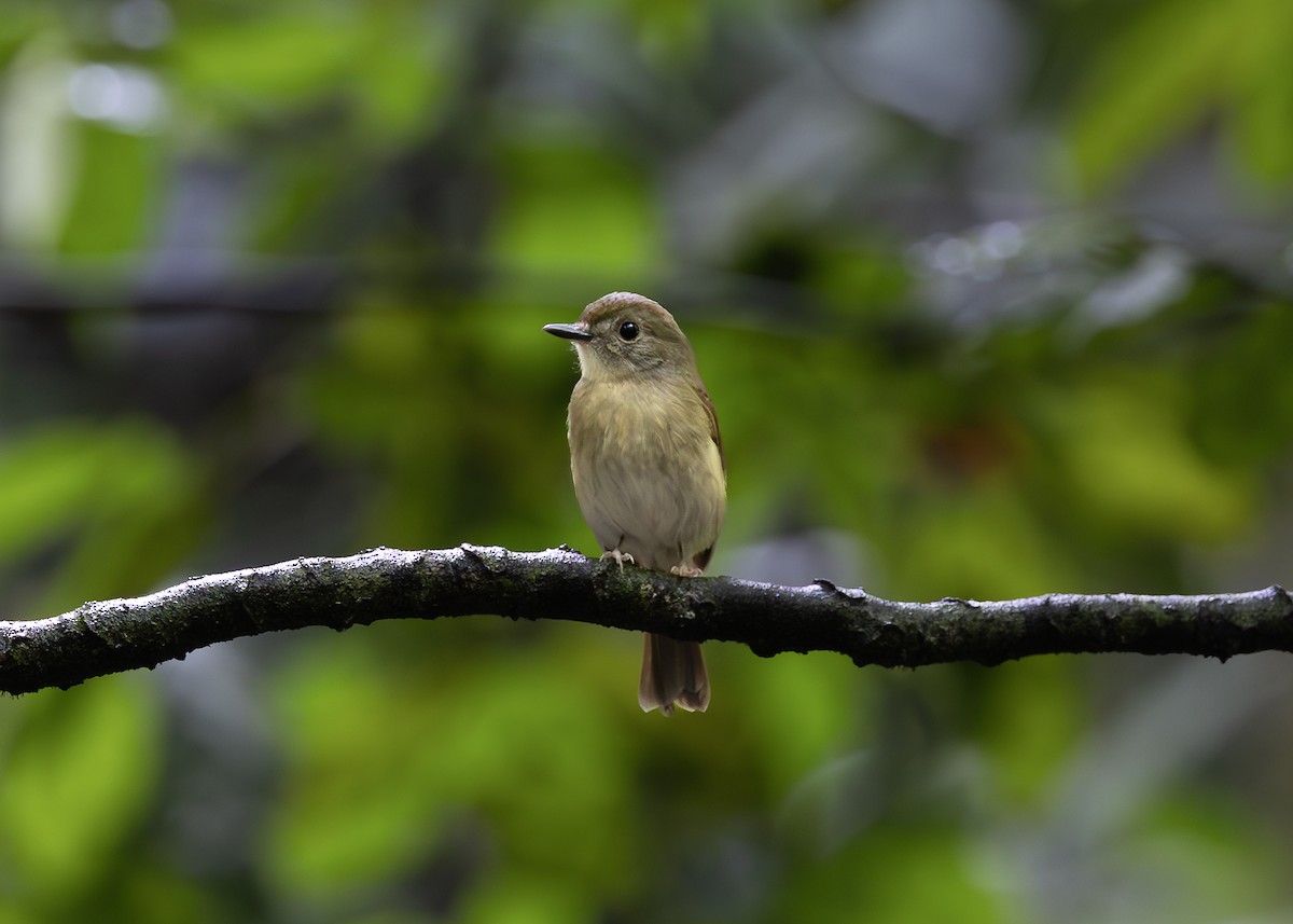 Fulvous-chested Jungle Flycatcher - ML614818003