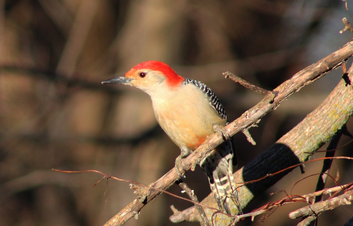 Red-bellied Woodpecker - ML614818102