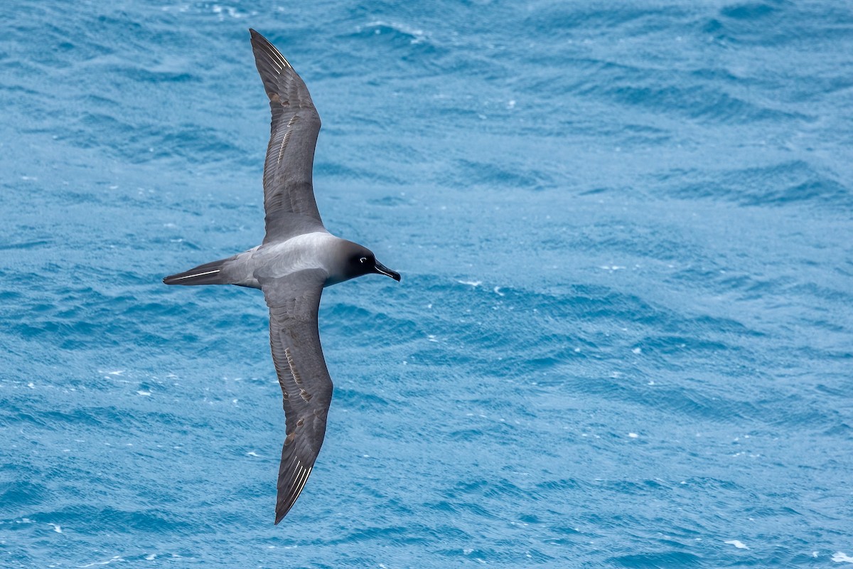 Light-mantled Albatross - Daniel Danckwerts (Rockjumper Birding Tours)