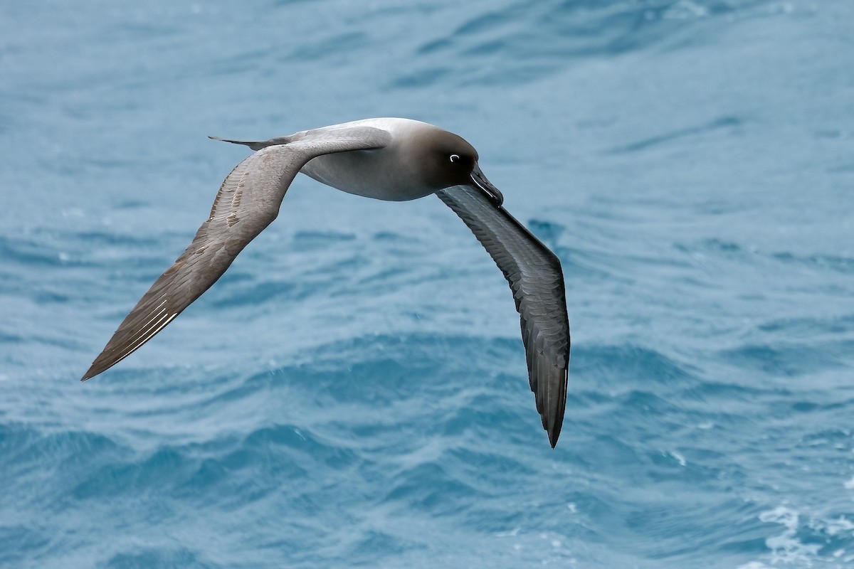 Light-mantled Albatross - ML614818107