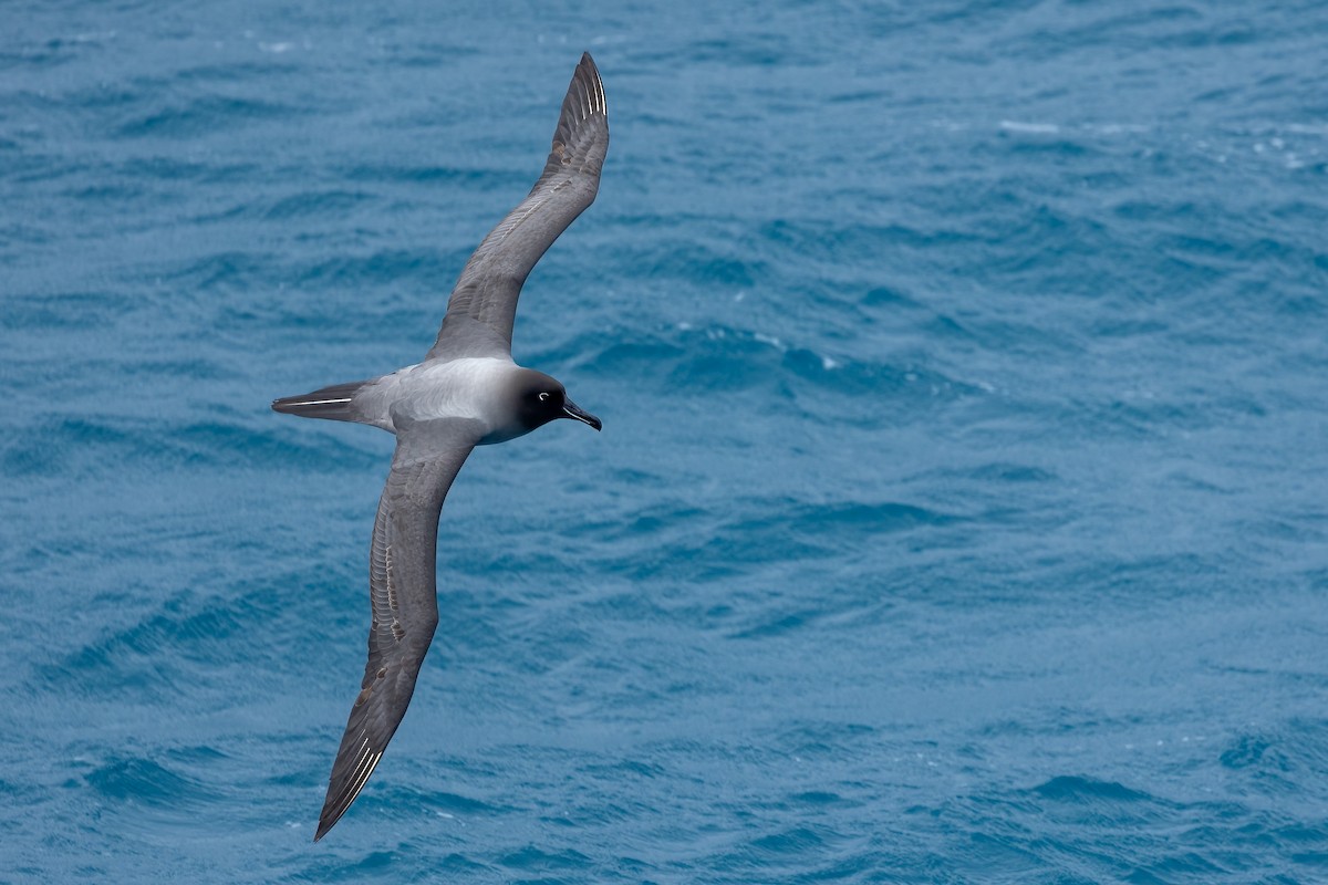 albatros světlehřbetý - ML614818108