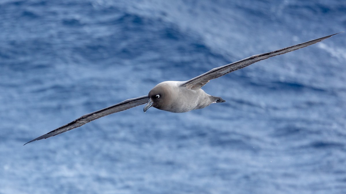 albatros světlehřbetý - ML614818111