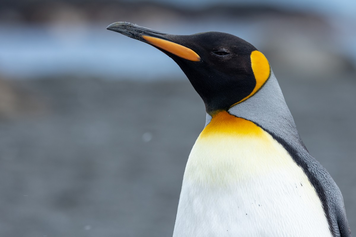 Королевский пингвин - ML614818139