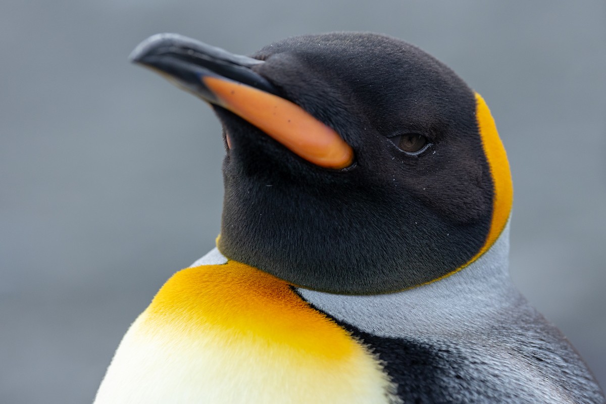 Pingüino Rey - ML614818141