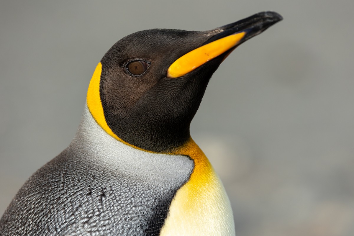 Королевский пингвин - ML614818142