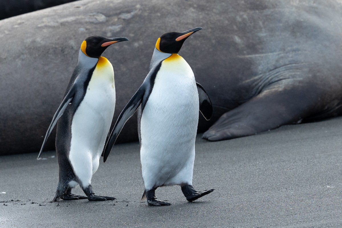 tučňák patagonský - ML614818143