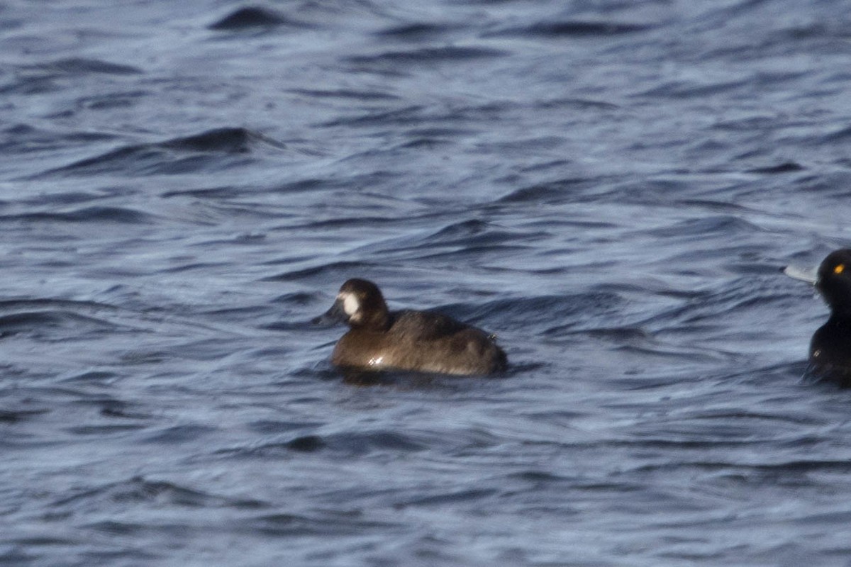 Greater Scaup - ML614818355