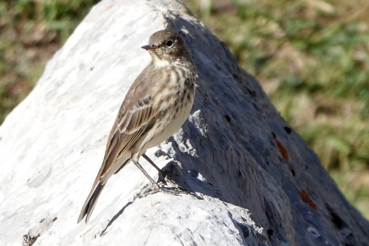 Water Pipit - ML614818394