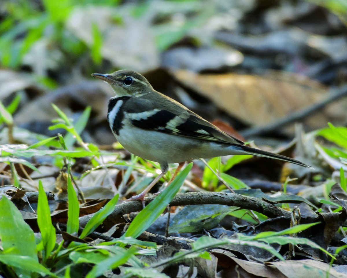 Forest Wagtail - ML614818429