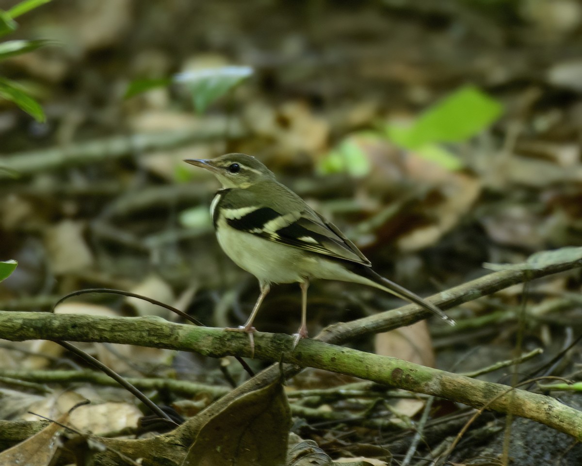 Forest Wagtail - ML614818430