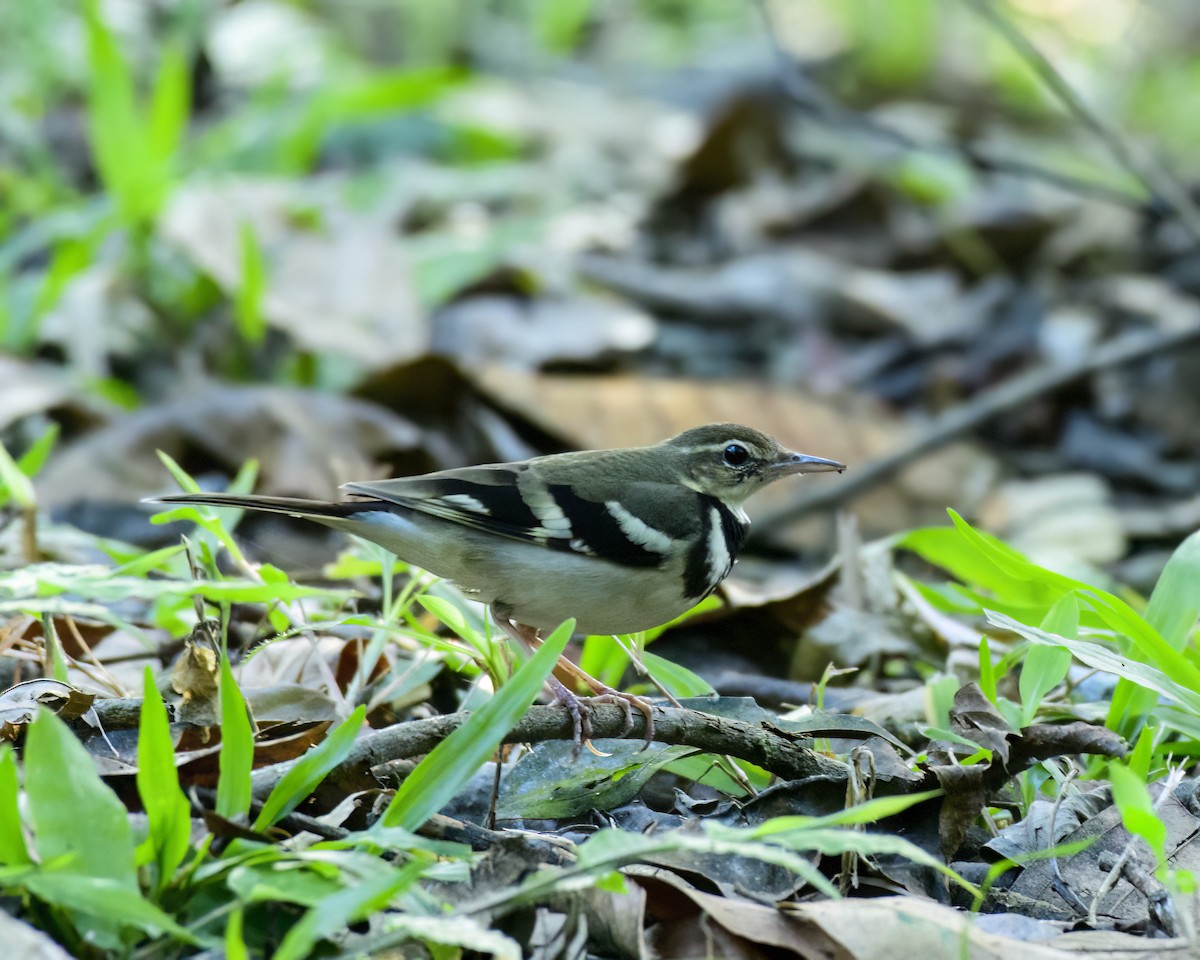 Forest Wagtail - ML614818431