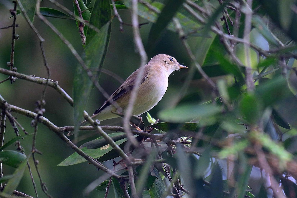Booted Warbler - ML614818578