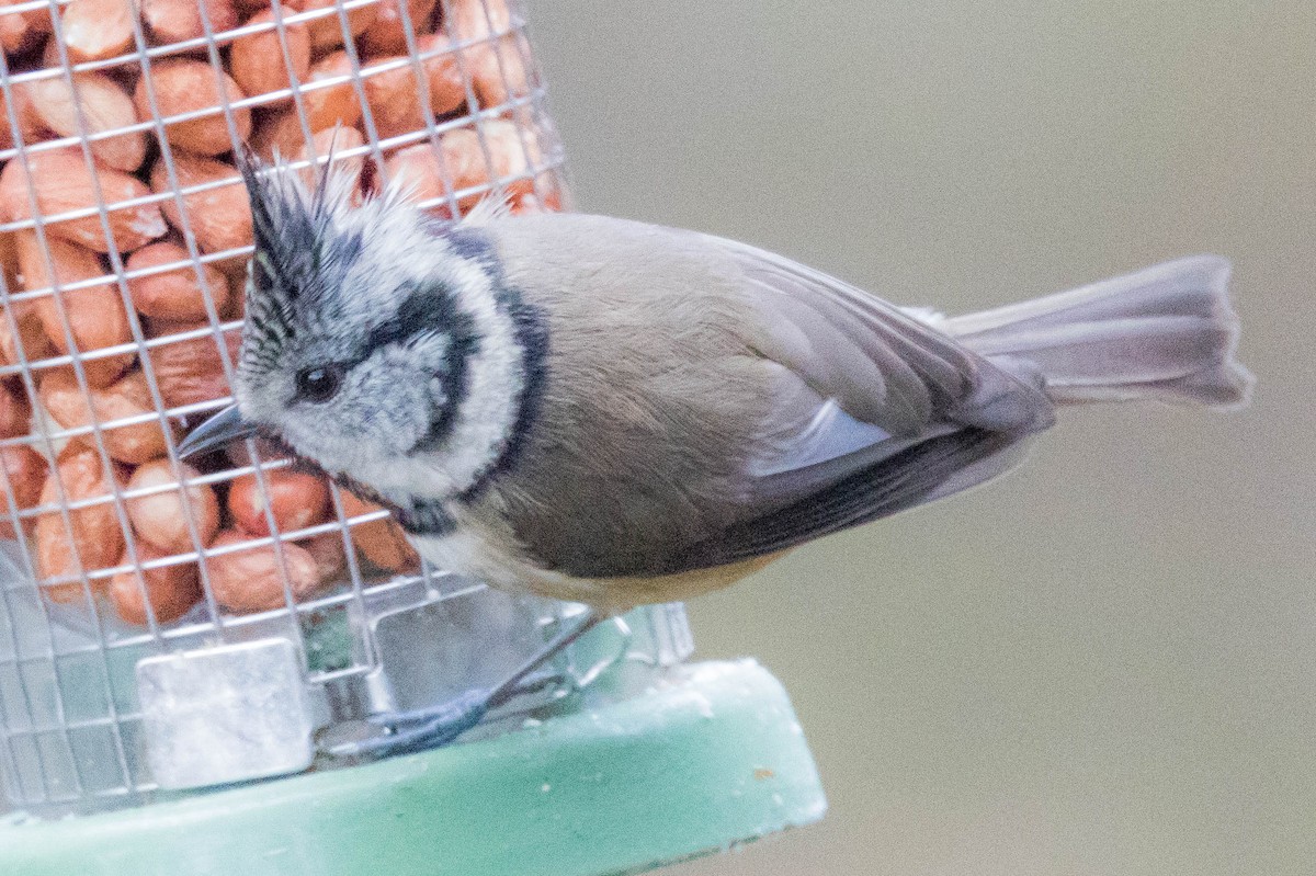 Crested Tit - ML614818621