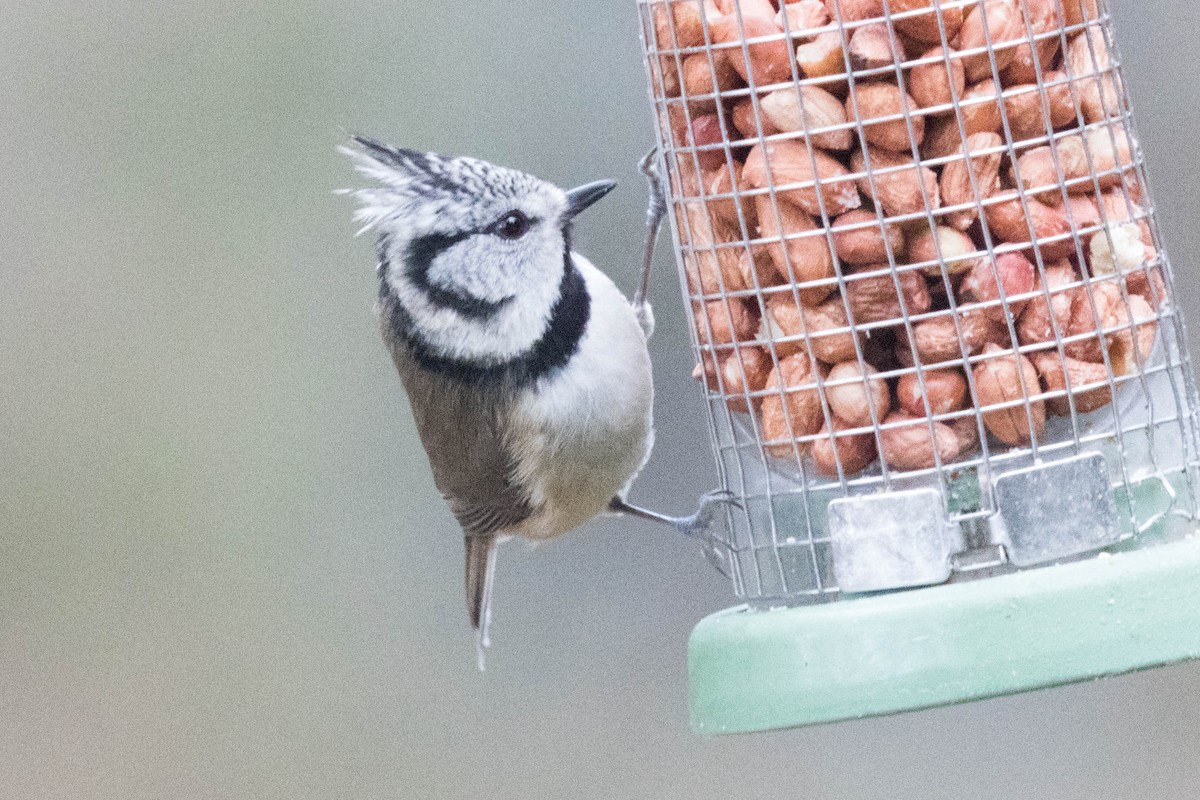 Crested Tit - ML614818622