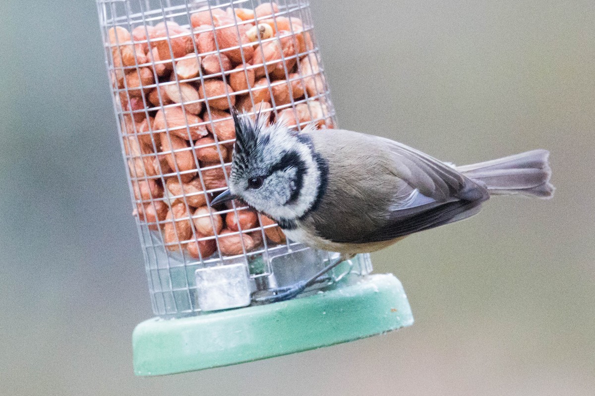 Crested Tit - ML614818623