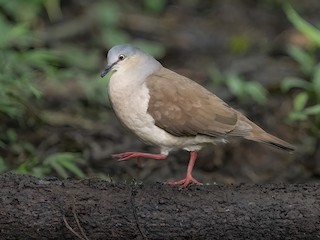 Gray-headed Dove - Leptotila plumbeiceps - Birds of the World