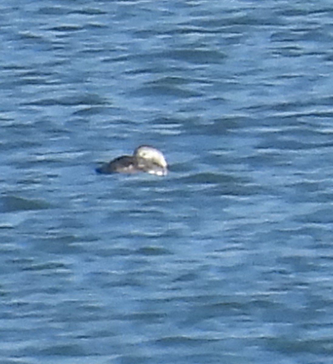 Long-tailed Duck - ML614818661