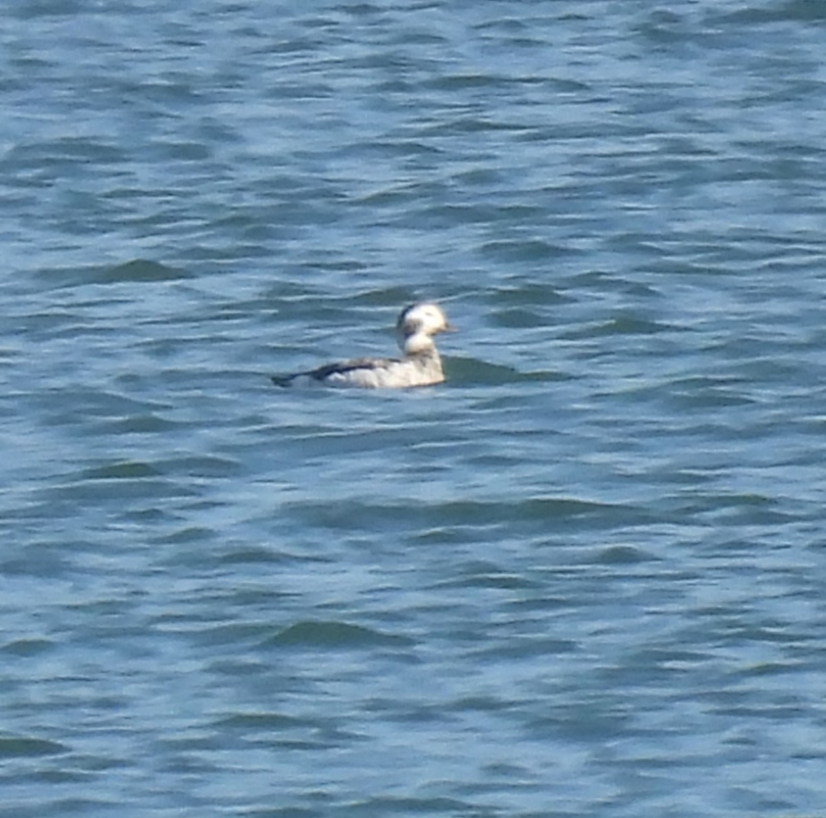 Long-tailed Duck - ML614818662