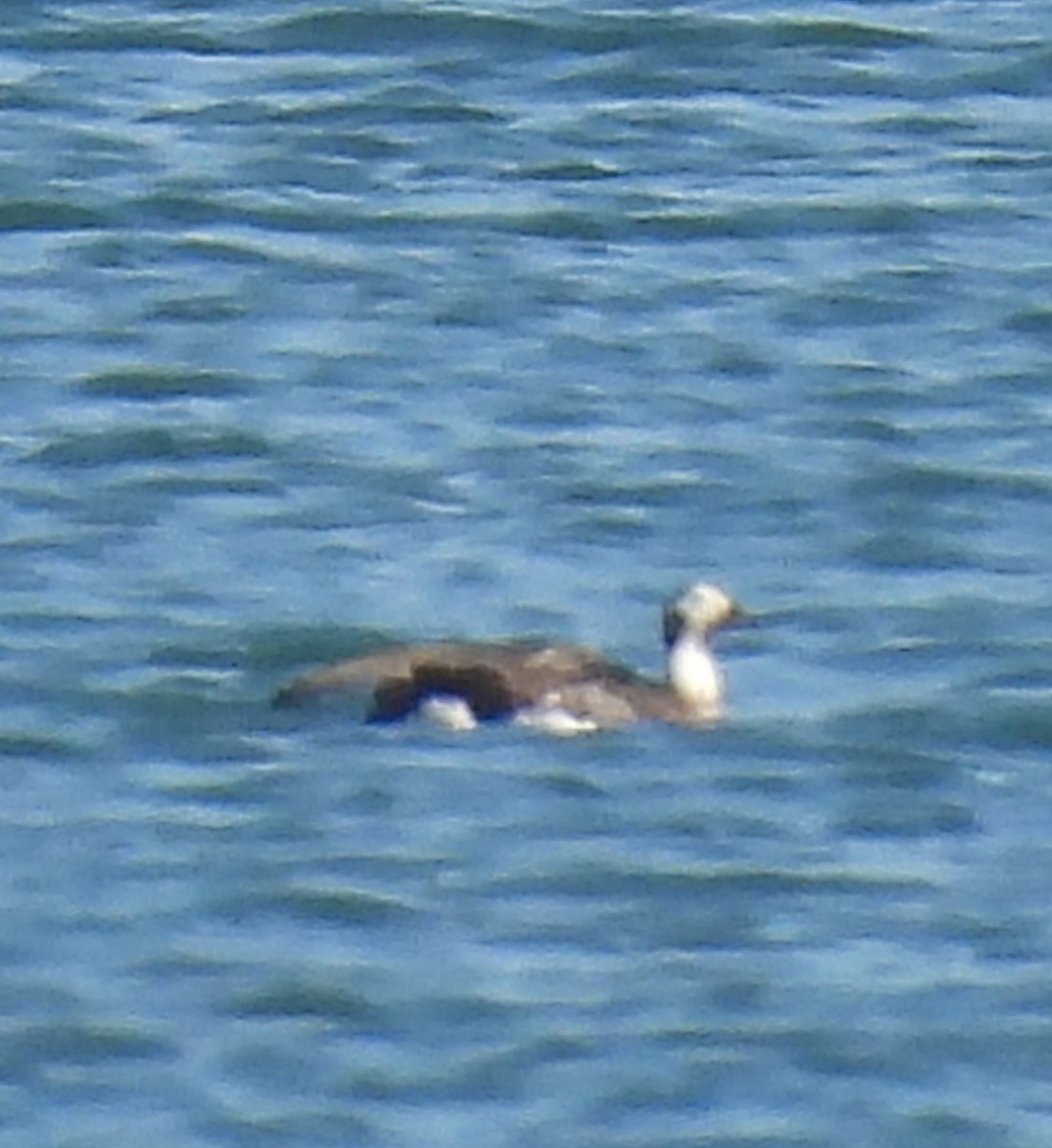 Long-tailed Duck - ML614818663