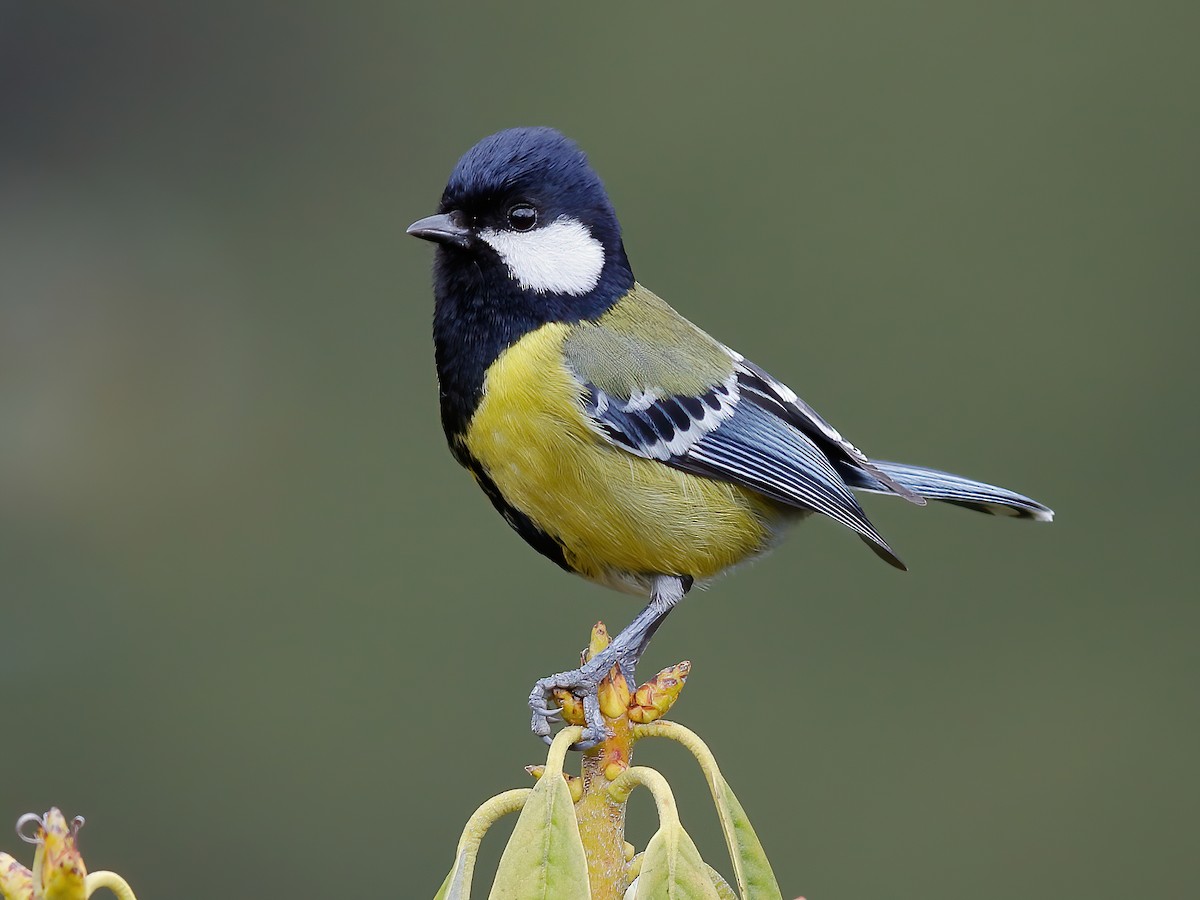 Green-backed Tit - Parus monticolus - Birds of the World