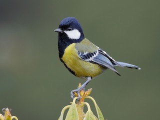  - Green-backed Tit