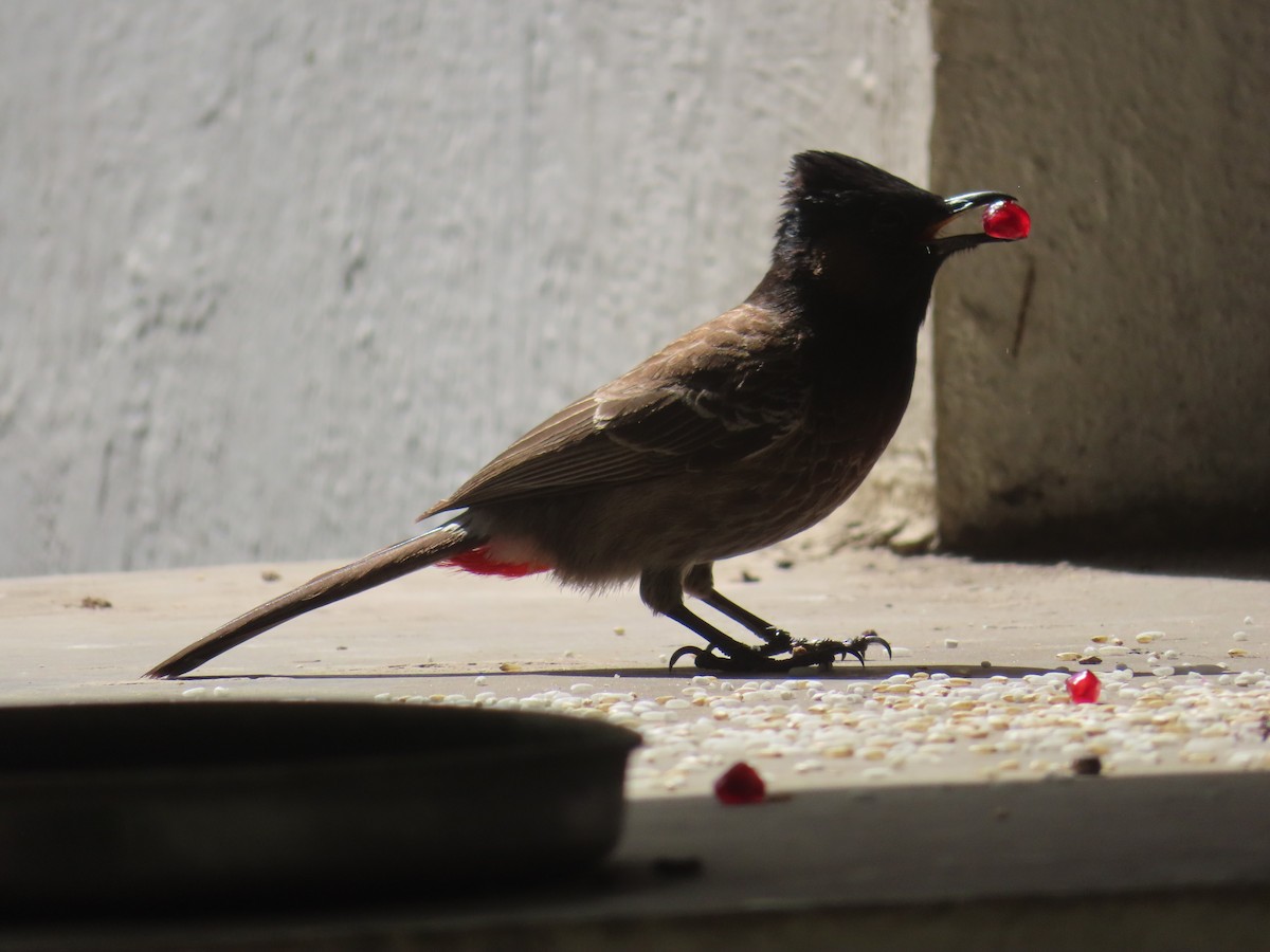 Red-vented Bulbul - ML614818910