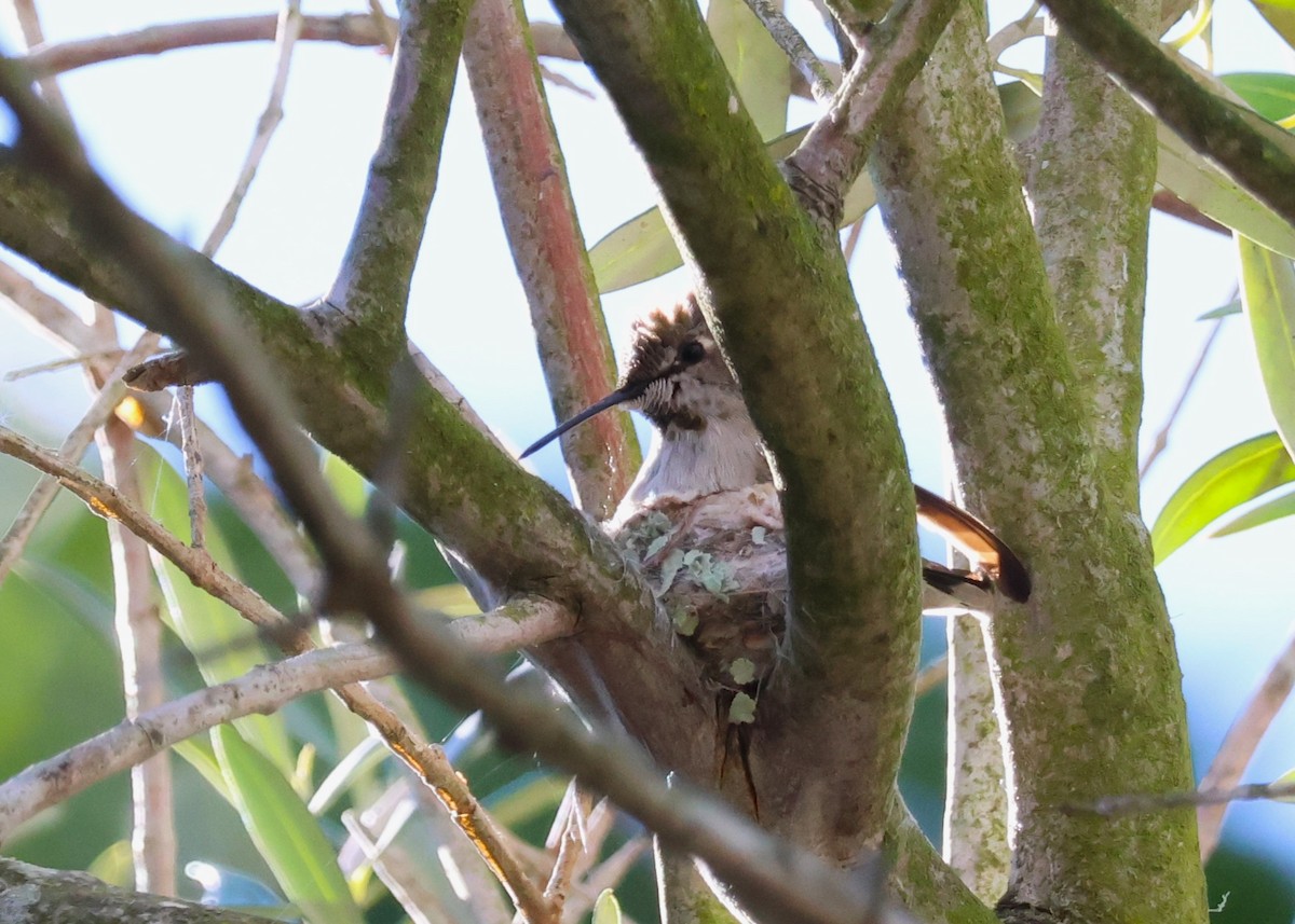 Anna's Hummingbird - ML614818930