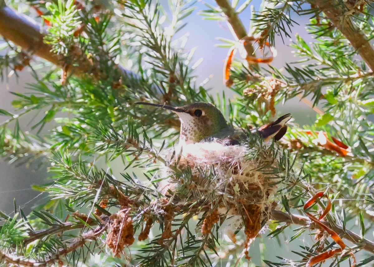 Allen's Hummingbird - Jay Carroll