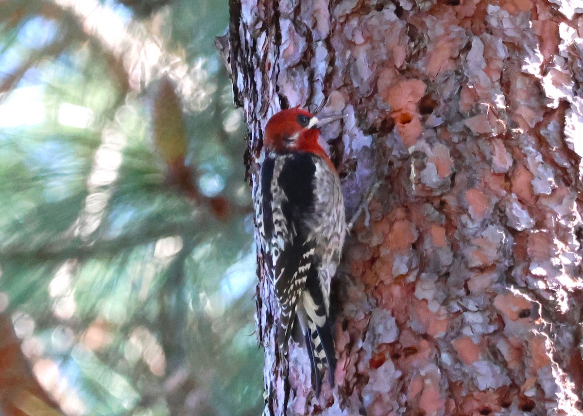 Red-breasted Sapsucker - ML614818964