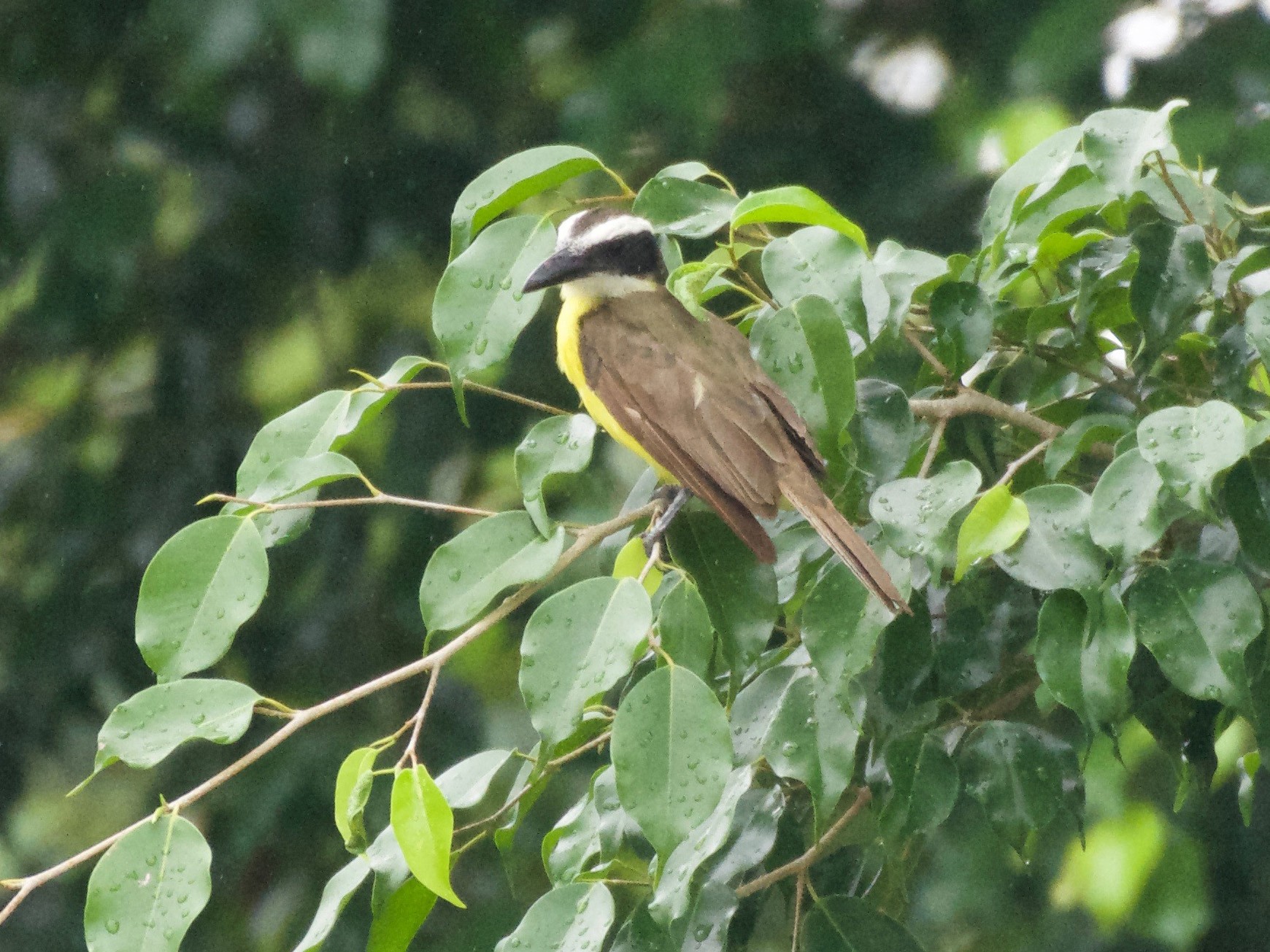 Boat-billed Flycatcher - eBird