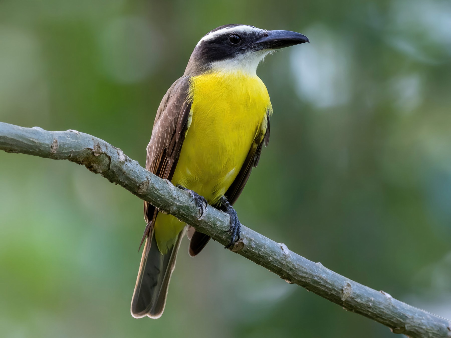 Челноклювый бентеви - eBird
