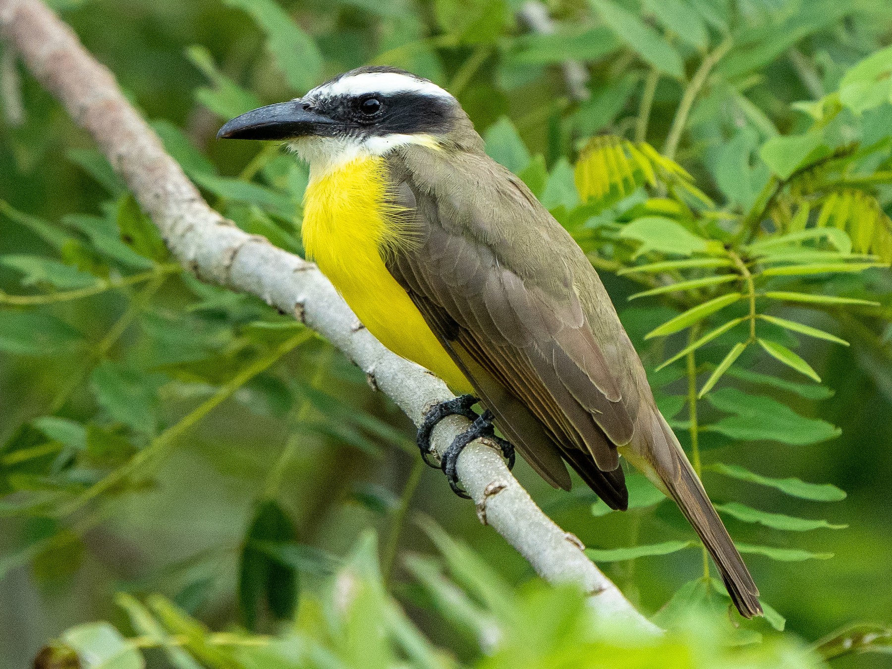 Boat-billed Flycatcher - eBird