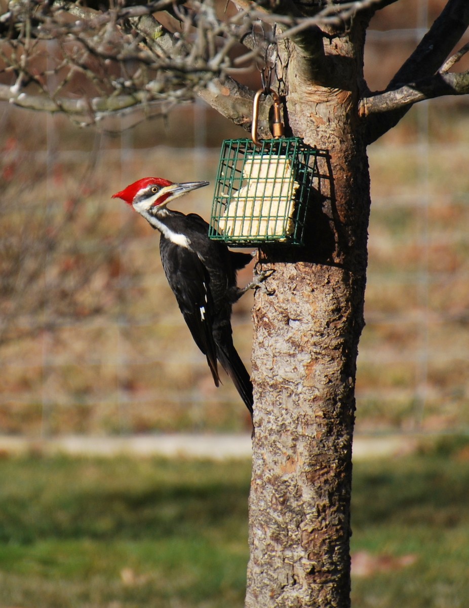 Pileated Woodpecker - ML614819531