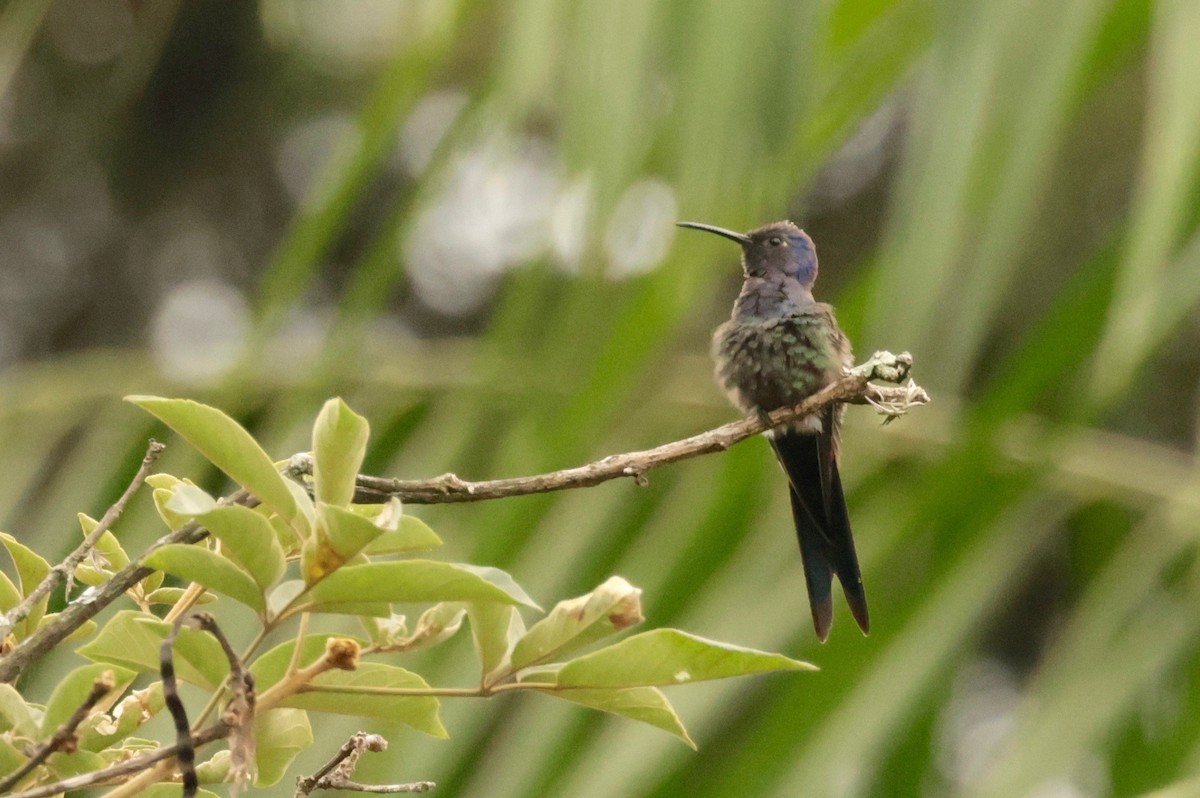 Swallow-tailed Hummingbird - ML614819559