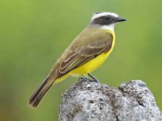 Social Flycatcher - eBird