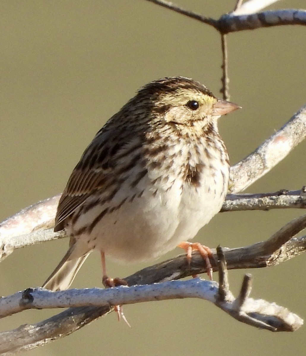 Savannah Sparrow - ML614820156