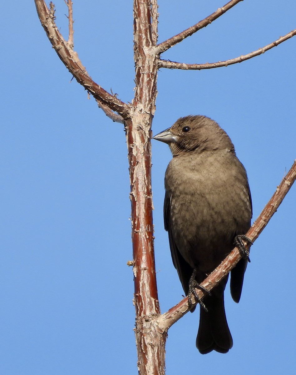 Brown-headed Cowbird - robert rogillio