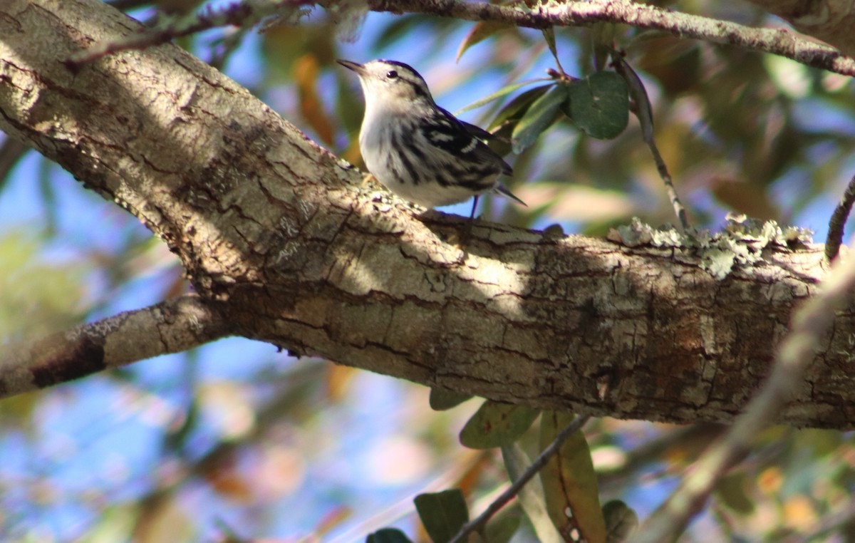 Black-and-white Warbler - ML614820259