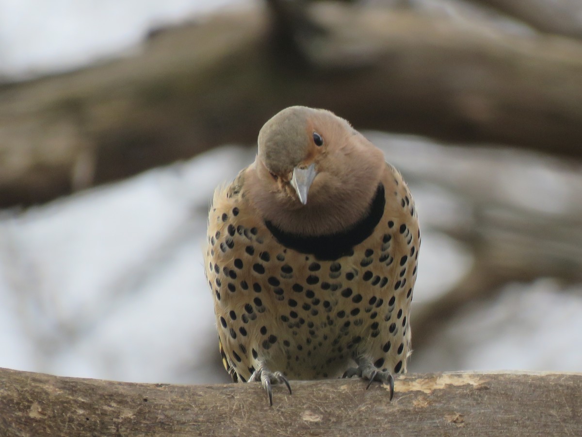 Northern Flicker (Yellow-shafted) - Tyler L. Hoar