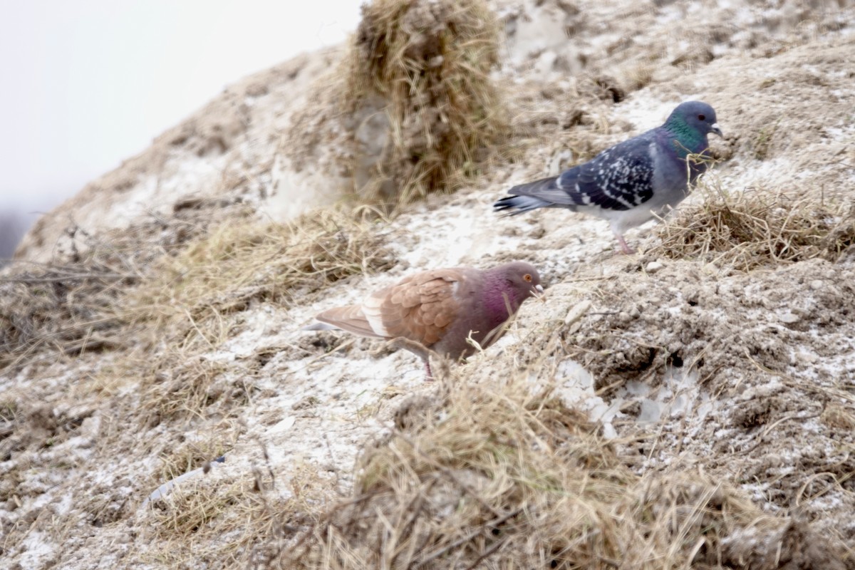 Rock Pigeon (Feral Pigeon) - ML614820496
