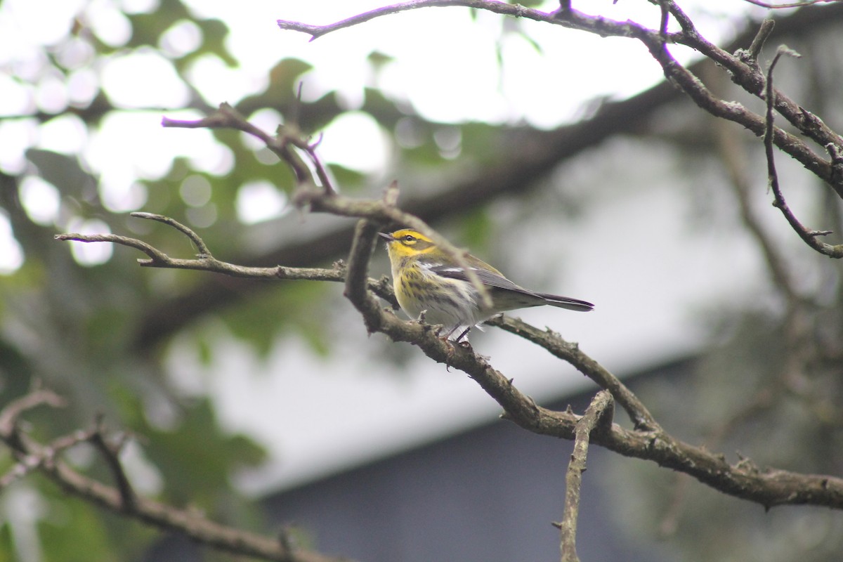 Townsend's Warbler - Mary DeLia