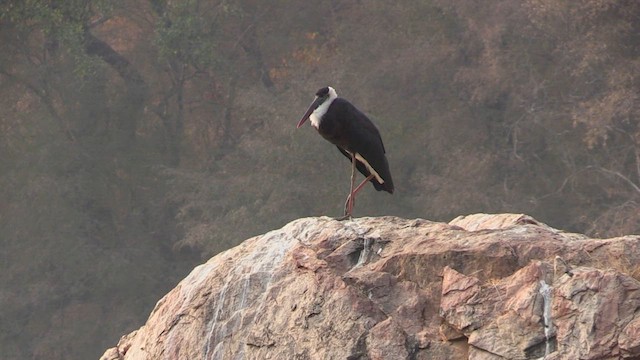 Asian Woolly-necked Stork - ML614820770